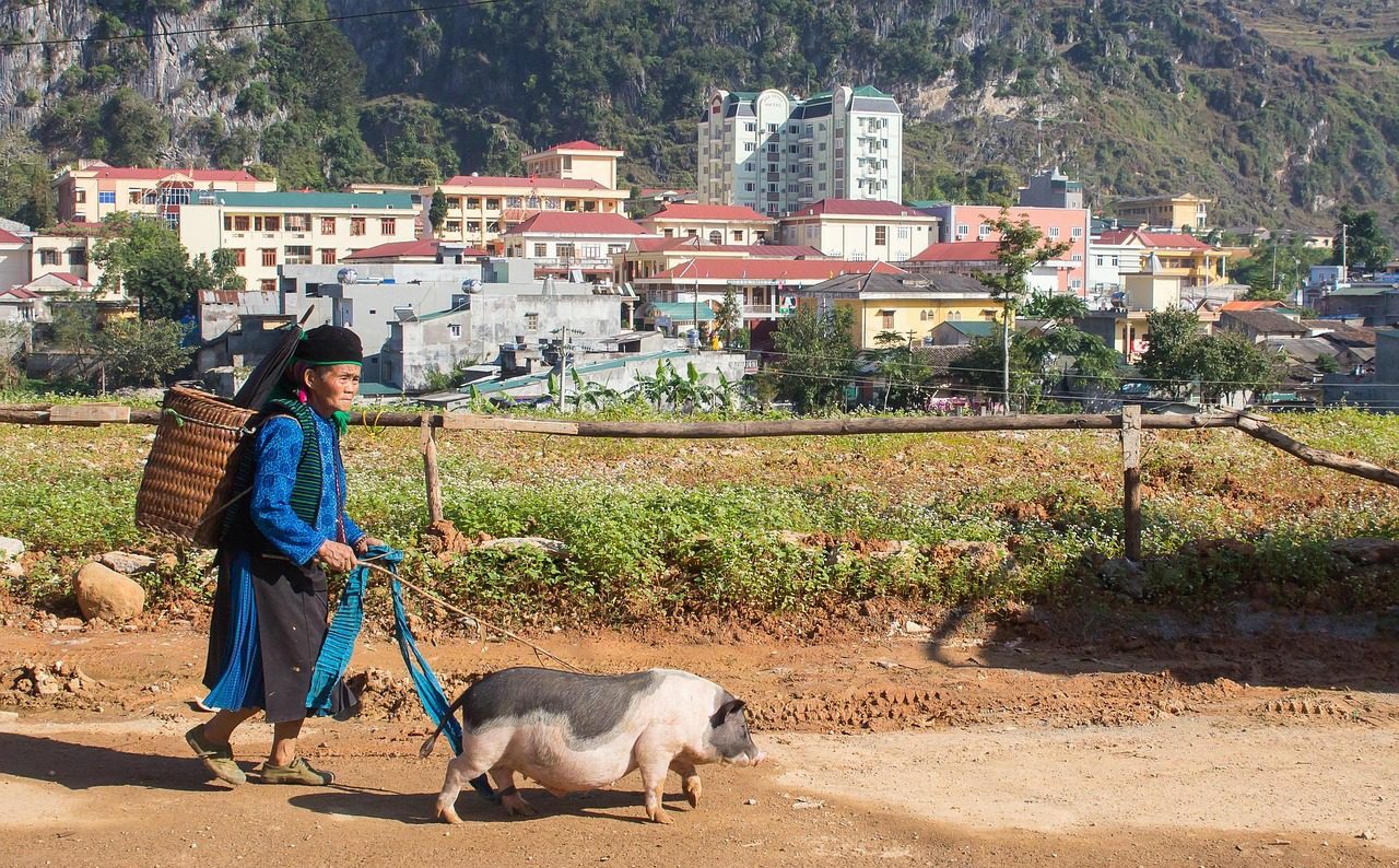 Older woman walking a pig in Dong Van