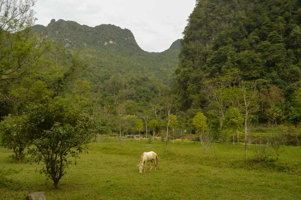 Green lush mountains of Cao Bang with animal in the field